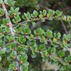 Cotoneaster horizontalis ---